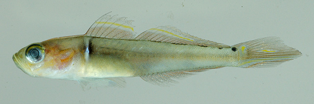 闪光侏虾虎(Microgobius signatus)