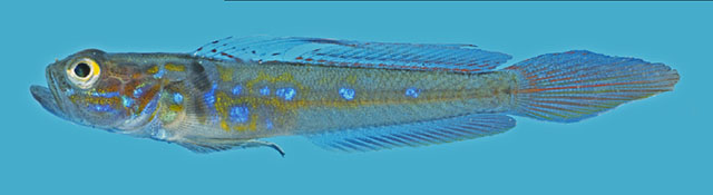 蓝斑侏虾虎(Microgobius tabogensis)