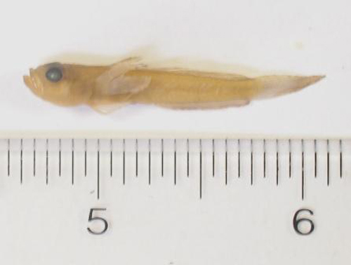 绿侏虾虎(Microgobius thalassinus)