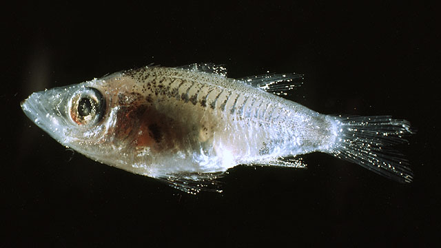 柯氏小后竺鲷(Microichthys coccoi)