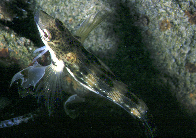 亚德里亚海微眉鳚(Microlipophrys adriaticus)