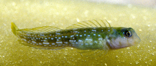 卡布维顿微眉鳚(Microlipophrys caboverdensis)