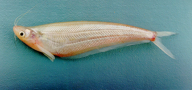 六鳍细丝鲇(Micronema hexapterus)