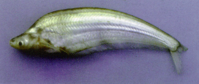 湄南细丝鲇(Micronema moorei)