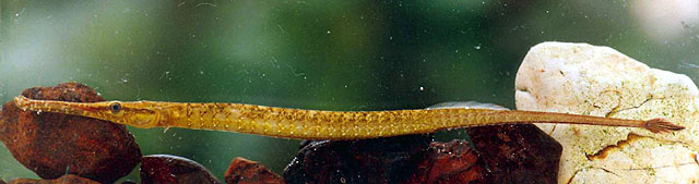 Microphis brachyurus(Microphis brachyurus)