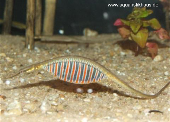 印度腹囊海龙(Microphis deocata)