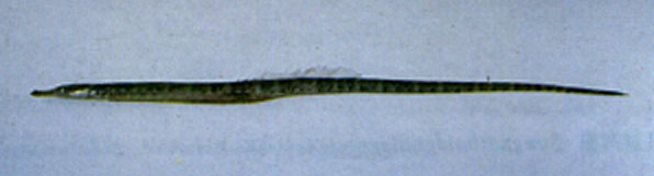 无棘腹囊海龙(Microphis leiaspis)