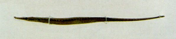 印尼腹囊海龙(Microphis manadensis)