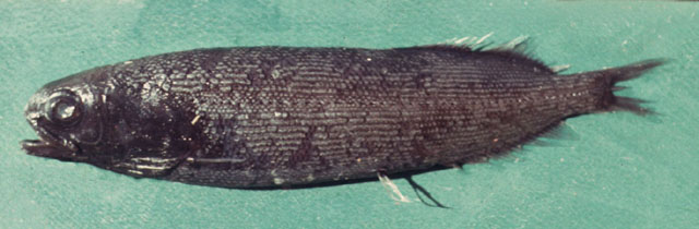 多点细光鳞鱼(Microphotolepis multipunctata)