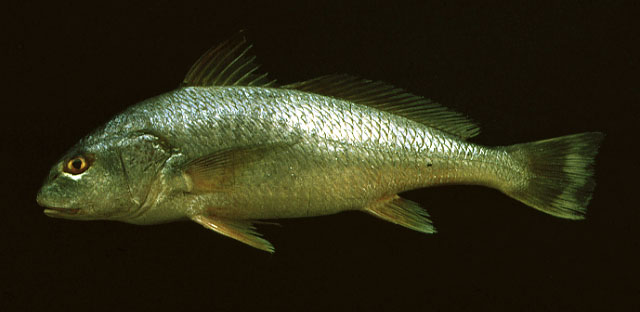 高鳍绒须石首鱼(Micropogonias altipinnis)