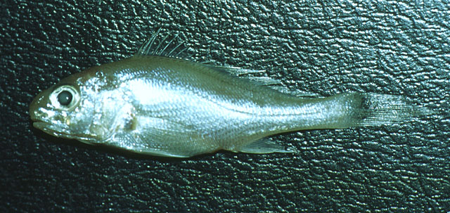 弗氏绒须石首鱼(Micropogonias furnieri)