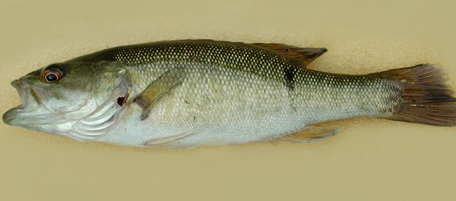 暗鳍黑鲈(Micropterus cataractae)