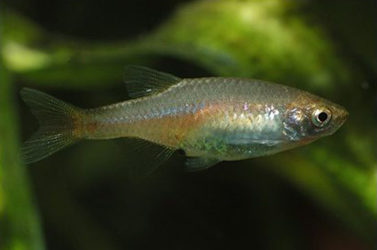 红身小波鱼(Microrasbora rubescens)