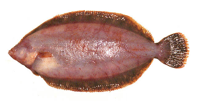 亚洲油鲽(Microstomus achne)