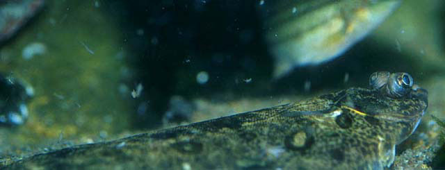 小头油鲽(Microstomus kitt)