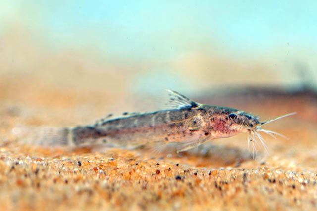 波氏细歧须鲿(Microsynodontis polli)