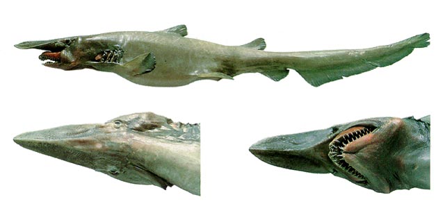 欧氏尖吻鲨(Mitsukurina owstoni)
