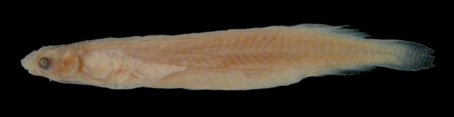 扁头微腺叉牙鲇(Miuroglanis platycephalus)