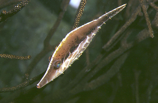 塔氏单角鲀(Monacanthus tuckeri)