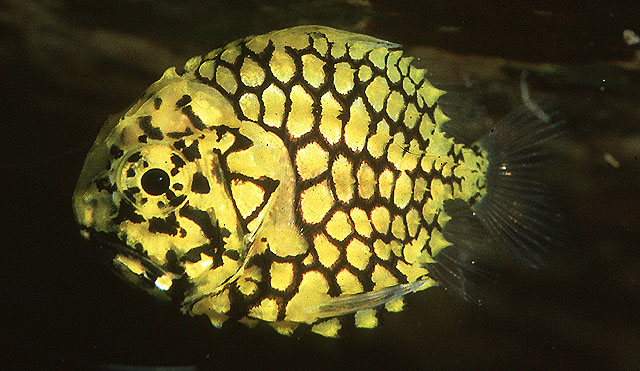 日本松球鱼(Monocentris japonica)