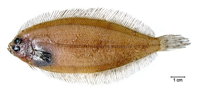 单臂细鲆(Monolene antillarum)