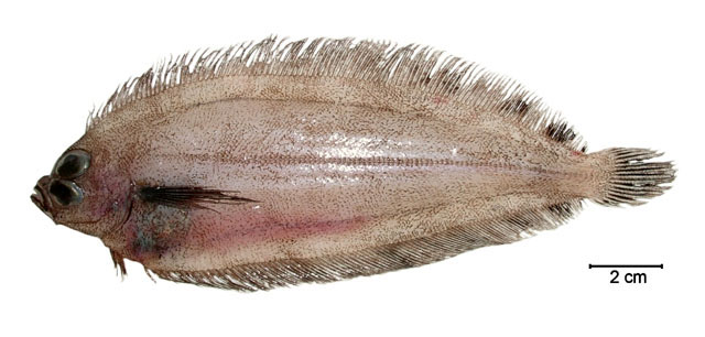 暗色单臂细鲆(Monolene atrimana)