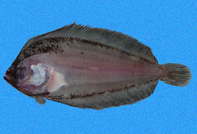 似单臂细鲆(Monolene dubiosa)