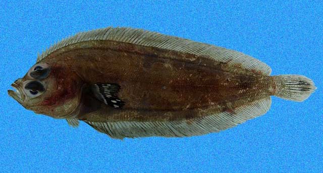 斑鳍单臂细鲆(Monolene maculipinna)