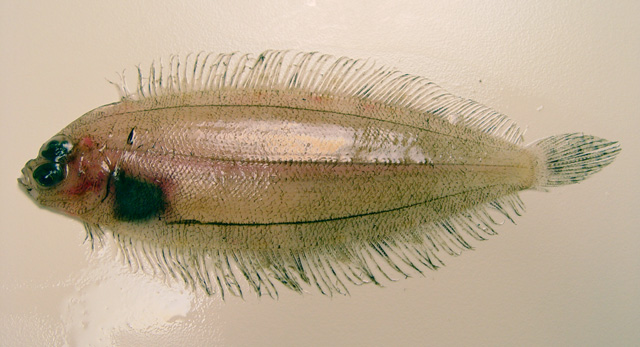 深水单臂细鲆(Monolene sessilicauda)