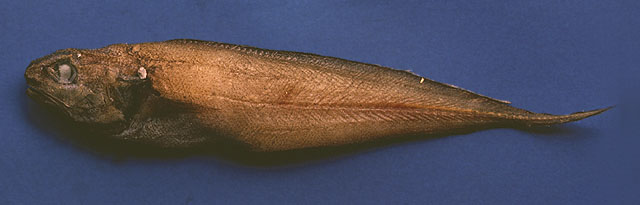 阿氏单趾鼬鳚(Monomitopus agassizii)