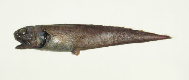 熊吉单趾鼬鳚(Monomitopus kumae)