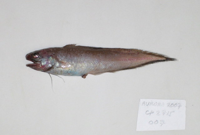 重齿单趾鼬鳚(Monomitopus pallidus)