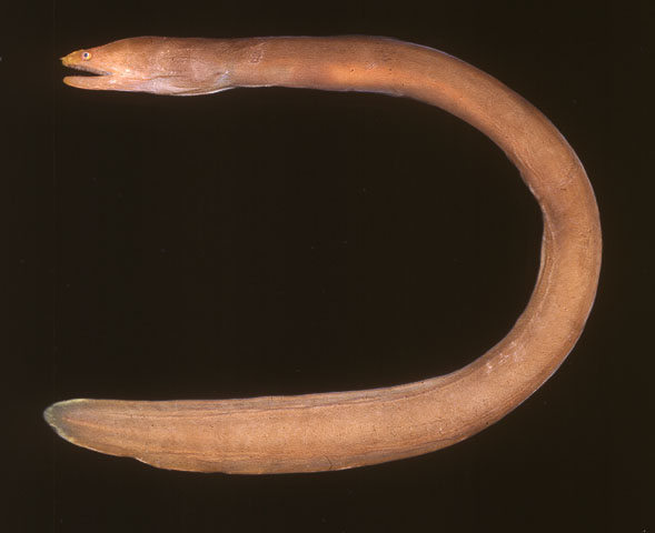 孤蛇鳝(Monopenchelys acuta)