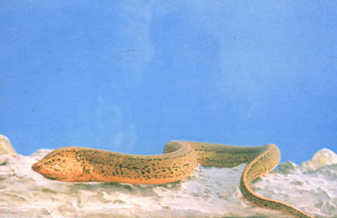 黄鳝(Monopterus albus)