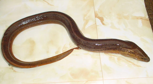 山黄鳝(Monopterus cuchia)