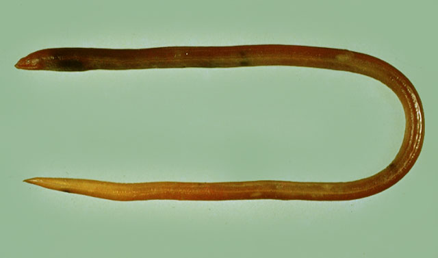 短线蚓鳗(Moringua abbreviata)