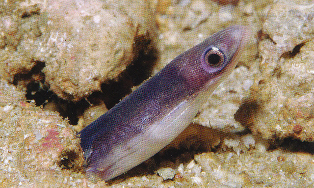 双色蚓鳗(Moringua bicolor)