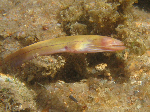 爱氏蚓鳗(Moringua edwardsi)
