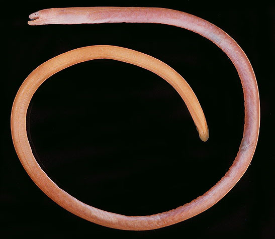 锈色蚓鳗(Moringua ferruginea)
