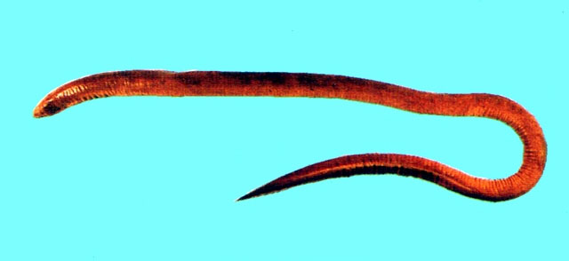 大头蚓鳗(Moringua macrocephalus)