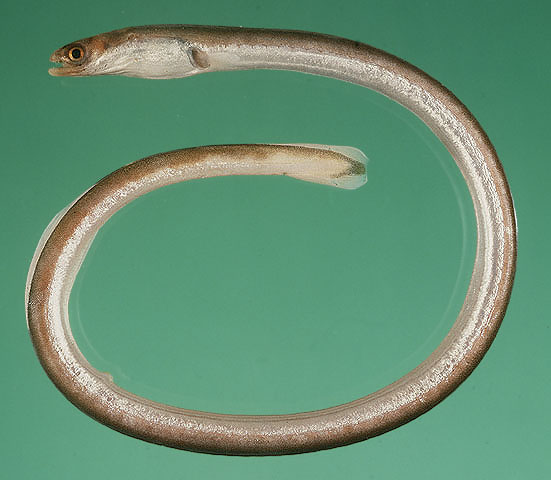 大鳍蚓鳗(Moringua macrochir)