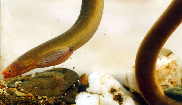 小鳍蚓鳗(Moringua microchir)