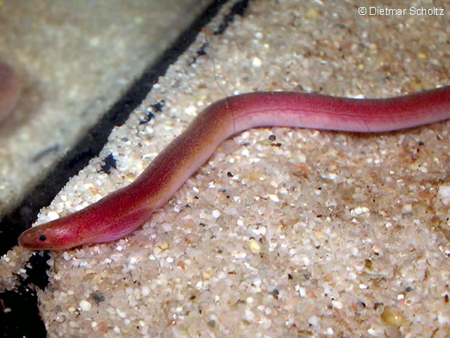 赖塔蚓鳗(Moringua raitaborua)