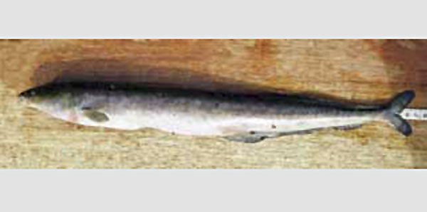 短头拟长颌鱼(Mormyrops breviceps)