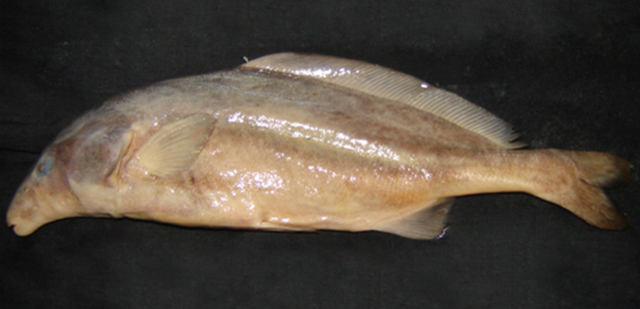 希氏长颌鱼(Mormyrus hildebrandti)