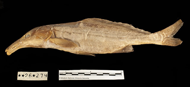 细鼻长颌鱼(Mormyrus tenuirostris)