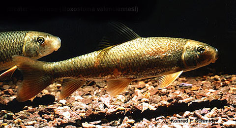 瓦氏吸口鱼(Moxostoma valenciennesi)