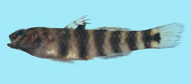 条纹鲻虾虎(Mugilogobius fasciatus)