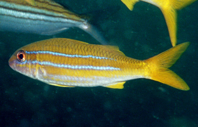 蓝带拟羊鱼(Mulloidichthys ayliffe)