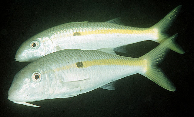 黄带拟羊鱼(Mulloidichthys flavolineatus)